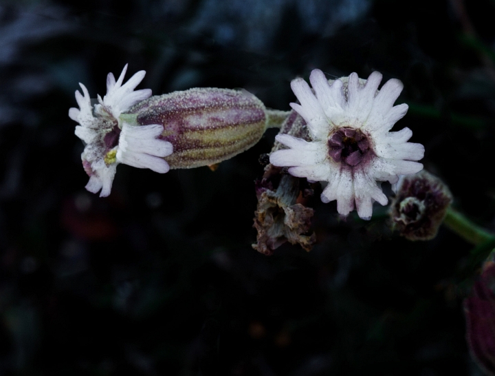 Silene grayii, Gray's Campion.jpg